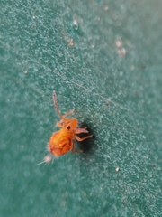 Dicyrtomina ornata