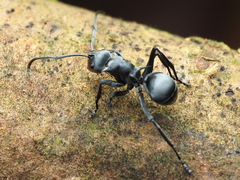 Polyrhachis saevissima