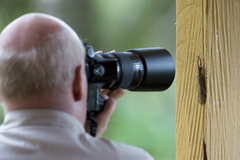 Corydalus peruvianus