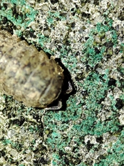 Armadillidium assimile