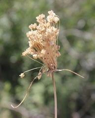 Allium paniculatum