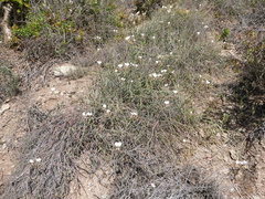 Pelargonium tetragonum