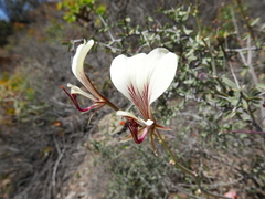 Pelargonium tetragonum