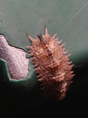 Dasysyrphus