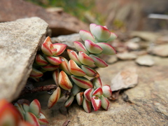 Crassula rupestris