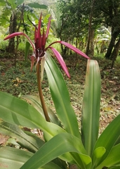 Crinum