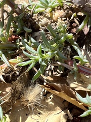 Salsola