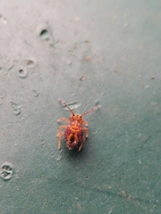 Dicyrtomina ornata