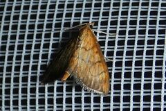 Ecpyrrhorrhoe rubiginalis