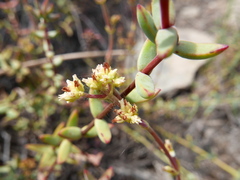 Crassula subaphylla