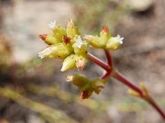 Crassula subaphylla