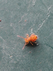 Dicyrtomina ornata
