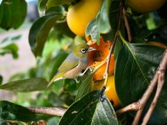 Zosterops lateralis lateralis