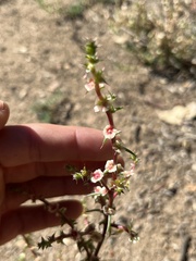 Salsola