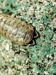 Armadillidium assimile