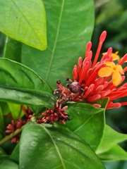 Rauvolfia serpentina