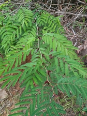 Vachellia cornigera