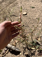 Salsola