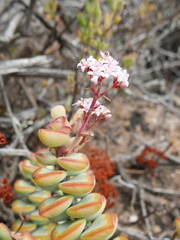 Crassula rupestris
