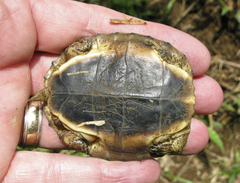 Rhinoclemmys funerea