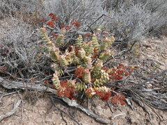 Crassula rupestris