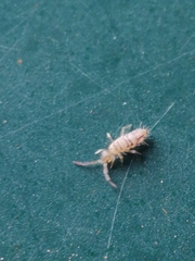 Entomobrya nivalis