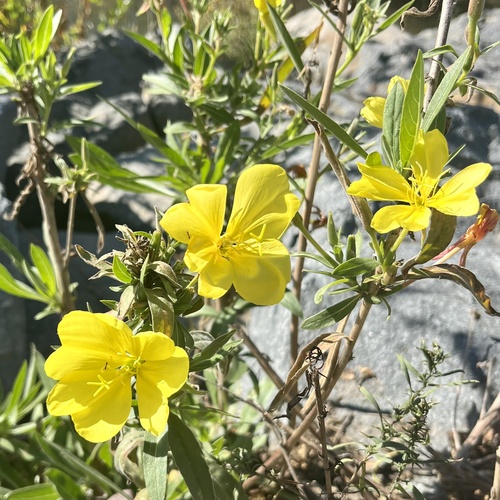 iNaturalist observation photo of tall evening primrose