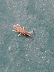 Entomobrya nivalis