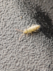 Entomobrya nivalis