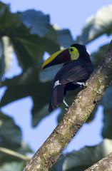 Ramphastos ambiguus