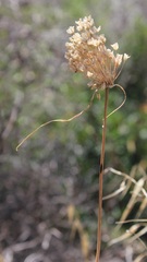 Allium paniculatum