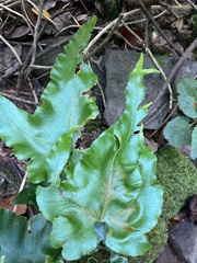 Asplenium hemionitis