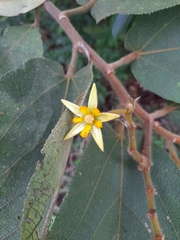 Apeiba tibourbou