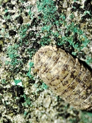 Armadillidium assimile
