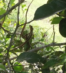 Basiliscus vittatus