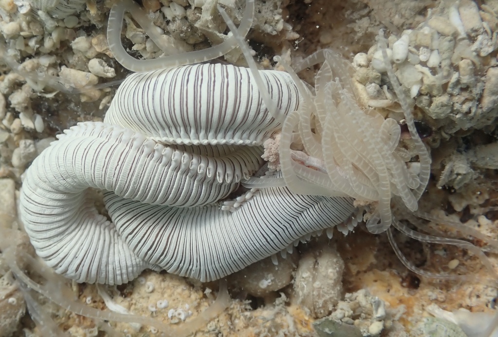 Eupolymnia magnifica