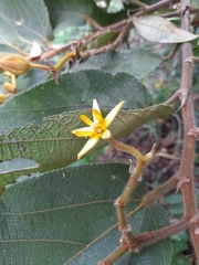 Apeiba tibourbou