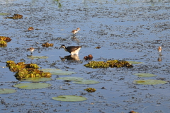 Irediparra gallinacea