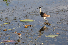 Irediparra gallinacea