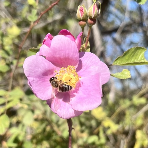 iNaturalist observation photo of Western Honey Bee