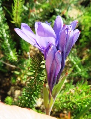 Babiana angustifolia