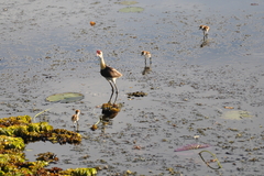 Irediparra gallinacea