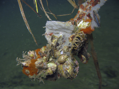 Crassostrea rhizophorae