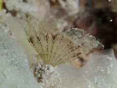 Sabellidae