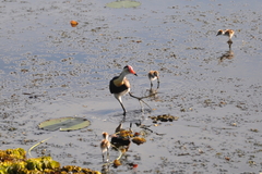 Irediparra gallinacea