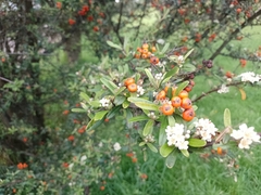 Pyracantha angustifolia