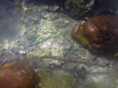 Aulostomus maculatus