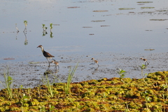 Irediparra gallinacea