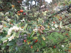 Pyracantha angustifolia