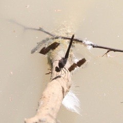 Brachythemis impartita